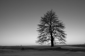 Baum im Sonnenuntergang im Winter