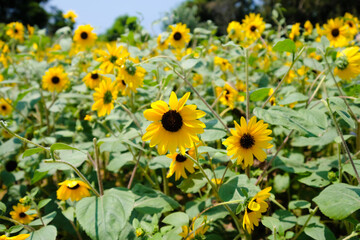 神奈川県横須賀市のソレイユの丘のひまわり畑