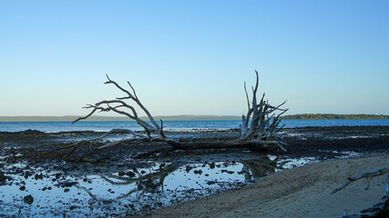 Weathered dead tree on the shore, reflected in a pool of water at low tide, with blue sea and land in the distance. Taken at dusk. Coochiemudlo Island, Queensland, Australia.