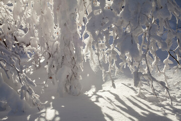 Winterwald - verschneite Fichtenbäume