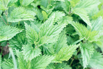 Macro Photo of a plant nettle. Nettle with fluffy green leaves. Background Plant nettle grows in the ground