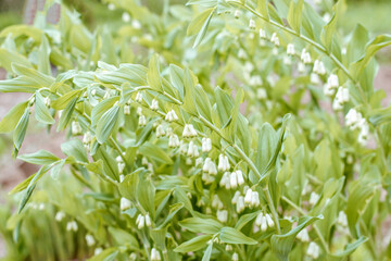 Green leaf texture. Leaf texture background