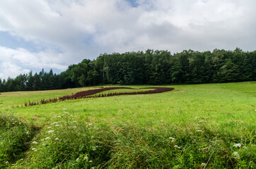 serce z kwiatów  © wedrownik52