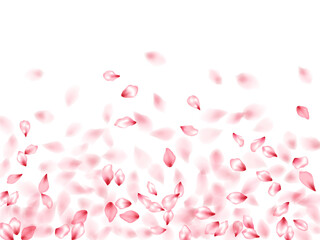 Pink sakura flower flying petals isolated on white vector background.