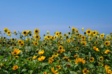 Naklejka premium 神奈川県横須賀市のソレイユの丘のひまわり畑