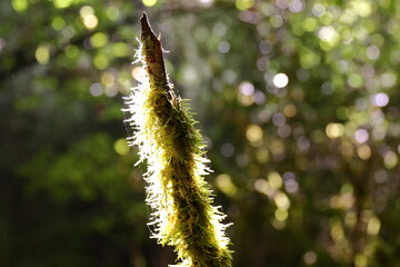 SUNBEAMS ILLUMINATE THE BRANCH OF A TREE COVERED WITH MOSS