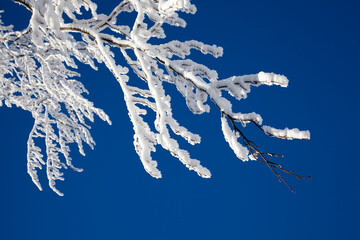 Äste im Winter mit Schnee