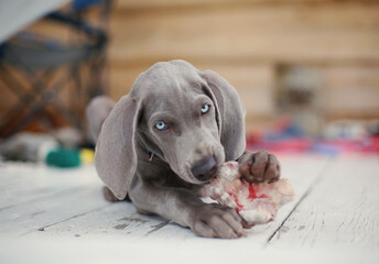 Cute grey weimaraner puppy dog eating bone with raw meat on white wooden floor. Pets in a country house. Purebred short haired smart friend.  
