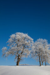 Bäume im Winter