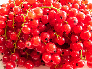 red currant berries