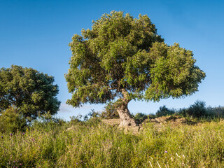 Old, wild olive tree in Andalusia, Spain
