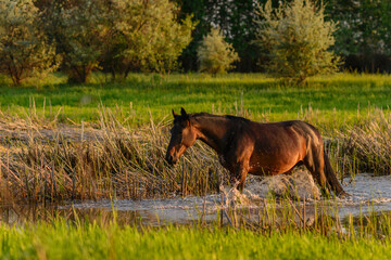 horse in the water
