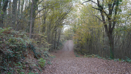 Forest in Autumn İstanbul Turkey