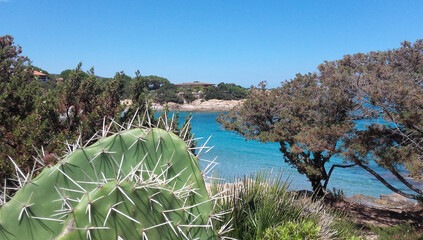 Figuier de Barbarie. Sardaigne