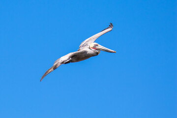 Brown Pelican with adult breeding plumage, Loreto, Baja California Sur, Mexico