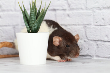 Decorative black and white rat sniffs a green flower plant. A pretty face with a long mustache and a pink nose. Expressive black beady eyes. Rat close up.