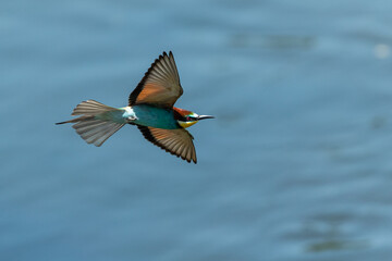 Obraz premium European Bea eater flying and hunting insects