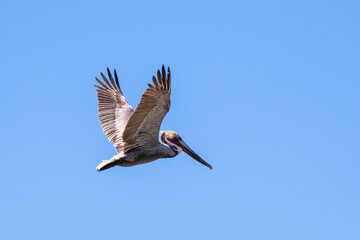 Brown Pelican with adult breeding plumage, Loreto, Baja California Sur, Mexico
