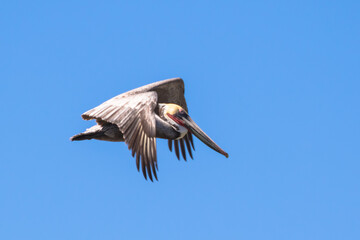 Brown Pelican with adult breeding plumage, Loreto, Baja California Sur, Mexico