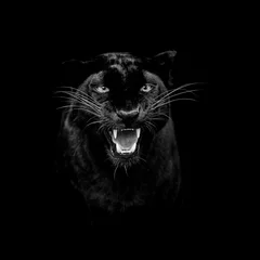 Outdoor-Kissen Porträt eines schwarzen Panthers mit schwarzem Hintergrund © AB Photography