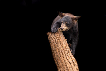 Black bear with a black background