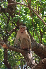The little monkey is sitting on a branch. Monkey in the wild
