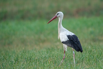 White Stork in the meadow