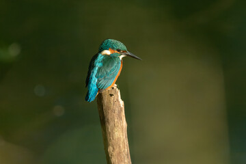 Fototapeta na wymiar Common Kingfisher on the branch