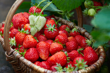 fresh ripe strawberries in a basket
