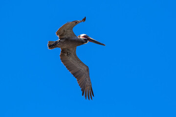 Brown Pelican with adult breeding plumage, Loreto, Baja California Sur, Mexico
