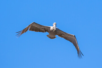Brown Pelican with adult breeding plumage, Loreto, Baja California Sur, Mexico