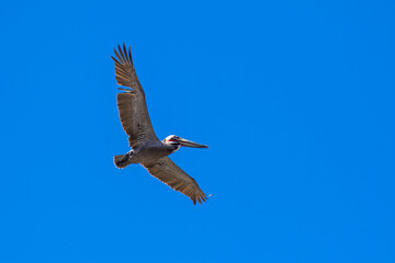 Brown Pelican with adult breeding plumage, Loreto, Baja California Sur, Mexico