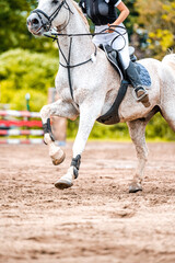 Detail of horse during horse showjumping competition. Close up photo of horse accesories, saddle,...