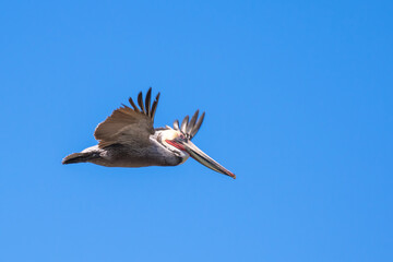 Brown Pelican with adult breeding plumage, Loreto, Baja California Sur, Mexico