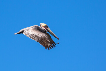 Brown Pelican with adult breeding plumage, Loreto, Baja California Sur, Mexico