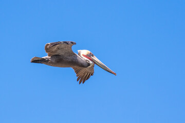 Brown Pelican with adult breeding plumage, Loreto, Baja California Sur, Mexico