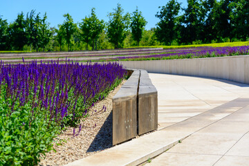 Lavender field in park with bench