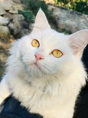 portrait of a white cat