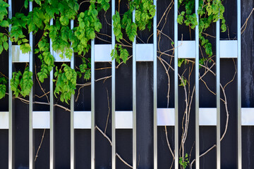 Steel wall with plants in park