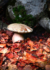 edible boletus reticulatus mushroom from the spanish pyrenees