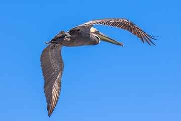 Brown Pelican with adult breeding plumage, Loreto, Baja California Sur, Mexico