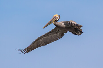 Brown Pelican with adult breeding plumage, Loreto, Baja California Sur, Mexico