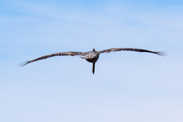 Brown Pelican with adult breeding plumage, Loreto, Baja California Sur, Mexico