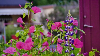 Fototapeta na wymiar Pink lavatera flowers in the garden