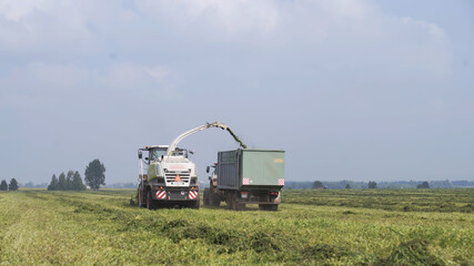 Combine harvester and tractor-trailer working in field, harvesting feed crop. Combine mechanically collects fresh crop and loads it on conveyor belt into truck body. Modern Season of gathering crops.