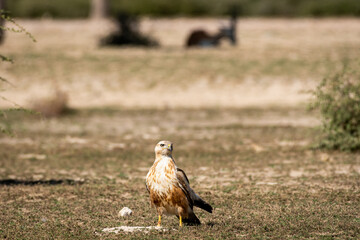 Long legged buzzard or Buteo rufinus in dry open plains during winter migration at tal chhapar sanctuary churu rajasthan india