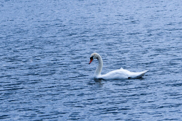 Obraz premium on a cloudy day, a white wild Swan swims in the blue water of the river . white big bird