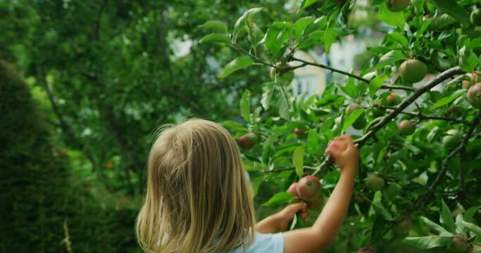 Preschooler picking  apples in the garden