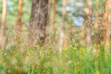 In Summer in the Woods © Andis