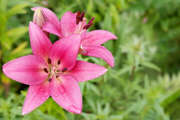 beautiful  lily flower of pink color with raindrops close-up on a background of greenery